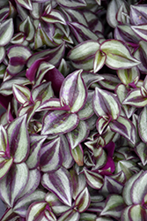 Purple Tinge Wandering Jew (Tradescantia zebrina 'Purple Tinge') at Lakeshore Garden Centres