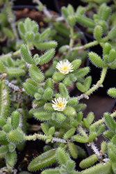 Pickle Plant (Delosperma echinatum) at Lakeshore Garden Centres