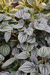 Frost Peperomia (Peperomia caperata 'Frost') at Golden Acre Home & Garden