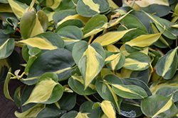 Brasil Philodendron (Philodendron hederaceum 'Brasil') at Peter Knippel Garden Centre