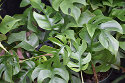 Mini Monstera (Rhaphidophora tetrasperma) at Golden Acre Home & Garden