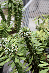 Sausage Spurge (Euphorbia guentheri) at Lakeshore Garden Centres