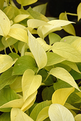 Neon Pothos (Epipremnum aureum 'Neon') at Golden Acre Home & Garden