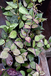 Hoya Krohniana (Hoya krohniana) at Golden Acre Home & Garden