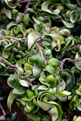 Hindu Rope Plant (Hoya carnosa 'Compacta') at Golden Acre Home & Garden
