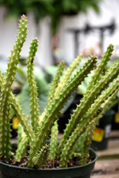 Black Bells (Stapelia leendertziae) at Lakeshore Garden Centres