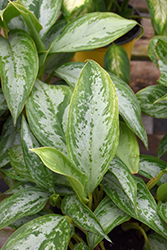 Silver Bay Chinese Evergreen (Aglaonema 'Silver Bay') at Lakeshore Garden Centres