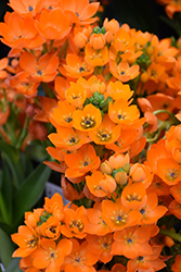 Orange Star Of Bethlehem (Ornithogalum dubium) at Lakeshore Garden Centres