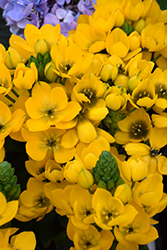 Yellow Star Of Bethlehem (Ornithogalum dubium 'Yellow') at Lakeshore Garden Centres