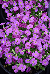 Audrey Pink Shades Rock Cress (Aubrieta 'Audrey Pink Shades') at Lakeshore Garden Centres