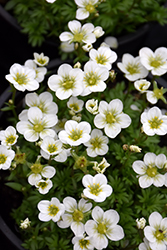 Rocco White Saxifrage (Saxifraga x arendsii 'Rocco White') at Lakeshore Garden Centres