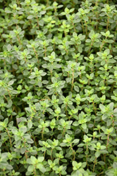 Lime Thyme (Thymus x citriodorus 'Lime') at Lakeshore Garden Centres