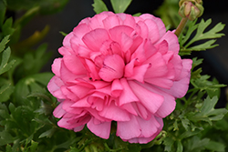 Double Pink Ranunculus (Ranunculus 'Double Pink') at Lakeshore Garden Centres