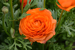 Double Orange Ranunculus (Ranunculus 'Double Orange') at Lakeshore Garden Centres