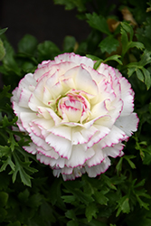 Double White Picotee Ranunculus (Ranunculus 'Double White Picotee') at Lakeshore Garden Centres