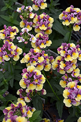 Momento Lavender Yellow Nemesia (Nemesia 'Momento Lavender Yellow') at Lakeshore Garden Centres
