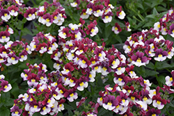 Momento Burgundy Frost Nemesia (Nemesia 'Momento Burgundy Frost') at Lakeshore Garden Centres