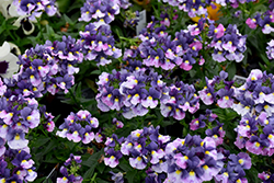 Momento Blue White Nemesia (Nemesia 'Momento Blue White') at Lakeshore Garden Centres