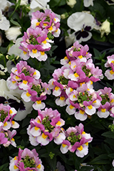 Nesia Fantasy Pink Nemesia (Nemesia 'Nesia Fantasy Pink') at Lakeshore Garden Centres