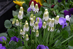 White Magic Grape Hyacinth (Muscari aucheri 'White Magic') at Lakeshore Garden Centres