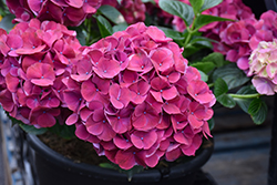 Magical Elizabeth Ashley Hydrangea (Hydrangea macrophylla 'Hokomarore') at Lakeshore Garden Centres