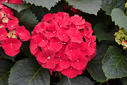 Fuchsia Glow Hydrangea (Hydrangea macrophylla 'Grefuglo') at Lakeshore Garden Centres