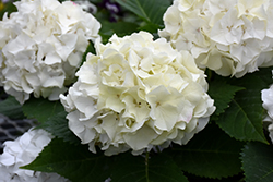 Endless Summer DreamCloud Reblooming Hydrangea (Hydrangea macrophylla 'BAILMACEIGHT') at Lakeshore Garden Centres