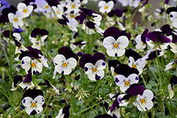 Sorbet XP White Jump Up Pansy (Viola 'Sorbet XP White Jump Up') at Lakeshore Garden Centres
