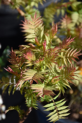 Cherry On Top False Spirea (Sorbaria sorbifolia 'Bococot') at Lakeshore Garden Centres