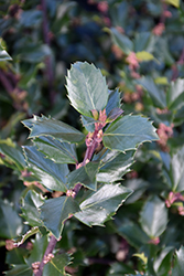 Blue Prince Meserve Holly (Ilex x meserveae 'Blue Prince') at Green Thumb Garden Centre