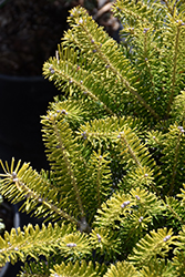 Golden Glow Korean Fir (Abies koreana 'Golden Glow') at Lakeshore Garden Centres