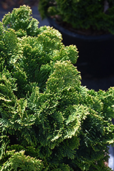 Thoweil Hinoki Falsecypress (Chamaecyparis obtusa 'Thoweil') at Lakeshore Garden Centres