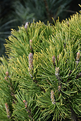 Upright Golden Mugo Pine (Pinus mugo 'Aurea Fastigiata') at Lakeshore Garden Centres