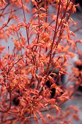 Katsura Japanese Maple (Acer palmatum 'Katsura') at Lakeshore Garden Centres