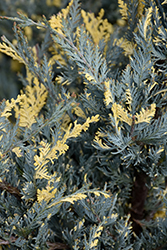 Snow Flurries Columnar Juniper (Juniperus scopulorum 'Snow Flurries') at Lakeshore Garden Centres