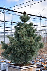 Bergman Japanese White Pine (Pinus parviflora 'Bergmani') at Lakeshore Garden Centres