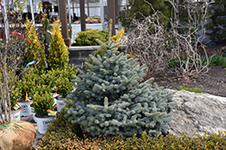 Avatar Blue Spruce (Picea pungens 'Avatar') at Lakeshore Garden Centres