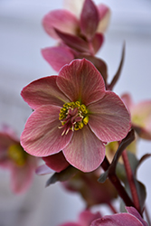 Merlin Hellebore (Helleborus 'COSEH 810') at Lakeshore Garden Centres