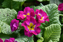 Pacific Giant Purple Primrose (Primula x polyantha 'Pacific Giant Purple') at Green Thumb Garden Centre