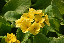 Pacific Giant Yellow Primrose (Primula x polyantha 'Pacific Giant Yellow') at Lakeshore Garden Centres