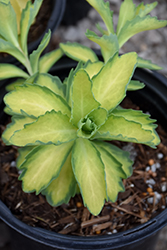 Autumn Delight Stonecrop (Sedum 'Autumn Delight') at Lakeshore Garden Centres