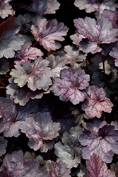 Glitter Coral Bells (Heuchera 'Glitter') at Peter Knippel Garden Centre