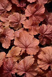 Northern Exposure Amber Coral Bells (Heuchera 'TNHEUNEA') at Peter Knippel Garden Centre