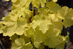 Primo Pretty Pistachio Coral Bells (Heuchera 'Pretty Pistachio') at Peter Knippel Garden Centre