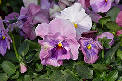 Delta Speedy Pink Shades Pansy (Viola x wittrockiana 'Delta Speedy Pink Shades') at Lakeshore Garden Centres