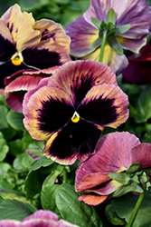 Matrix Sunrise Pansy (Viola 'PAS334539') at Lakeshore Garden Centres