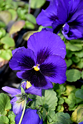 Delta Premium Blue with Blotch Pansy (Viola x wittrockiana 'Delta Premium Blue with Blotch') at Lakeshore Garden Centres