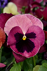 Delta Premium Rose with Blotch Pansy (Viola x wittrockiana 'Delta Premium Rose with Blotch') at Lakeshore Garden Centres