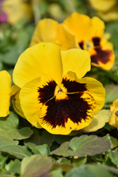 Delta Premium Yellow with Blotch Pansy (Viola x wittrockiana 'Delta Premium Yellow with Blotch') at Lakeshore Garden Centres