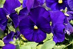 Delta Premium Deep Blue Pansy (Viola x wittrockiana 'Delta Premium Deep Blue') at Lakeshore Garden Centres